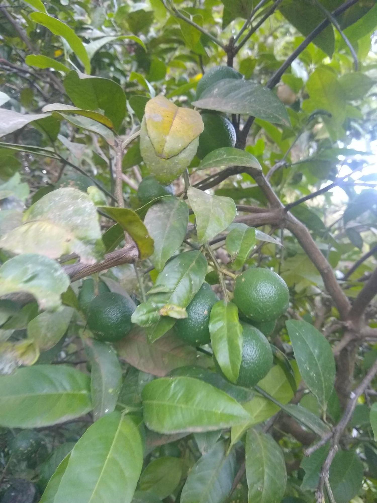 Appartamento Chacara Perola Mantiqueira Gonçalves Esterno foto