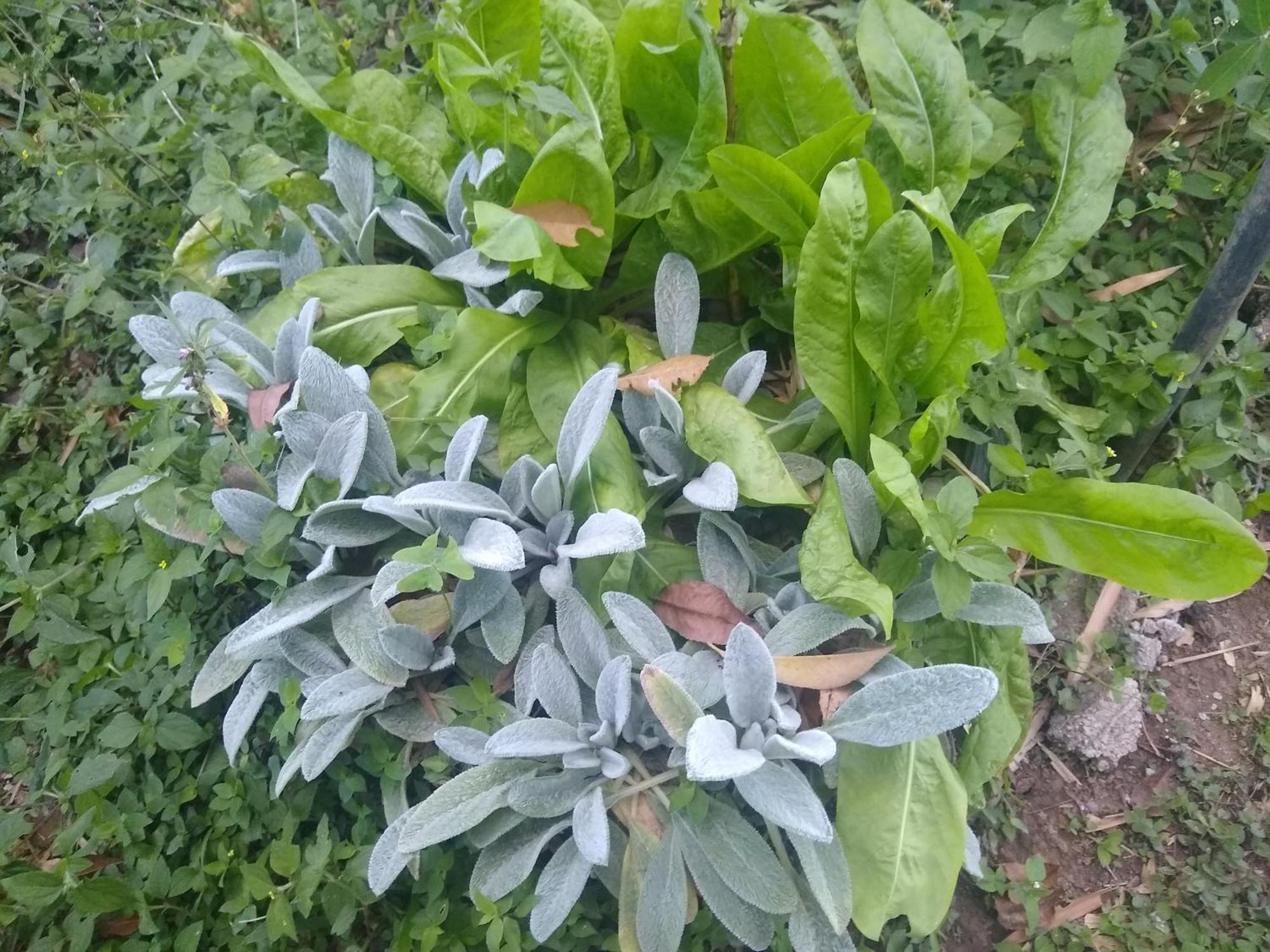 Appartamento Chacara Perola Mantiqueira Gonçalves Esterno foto