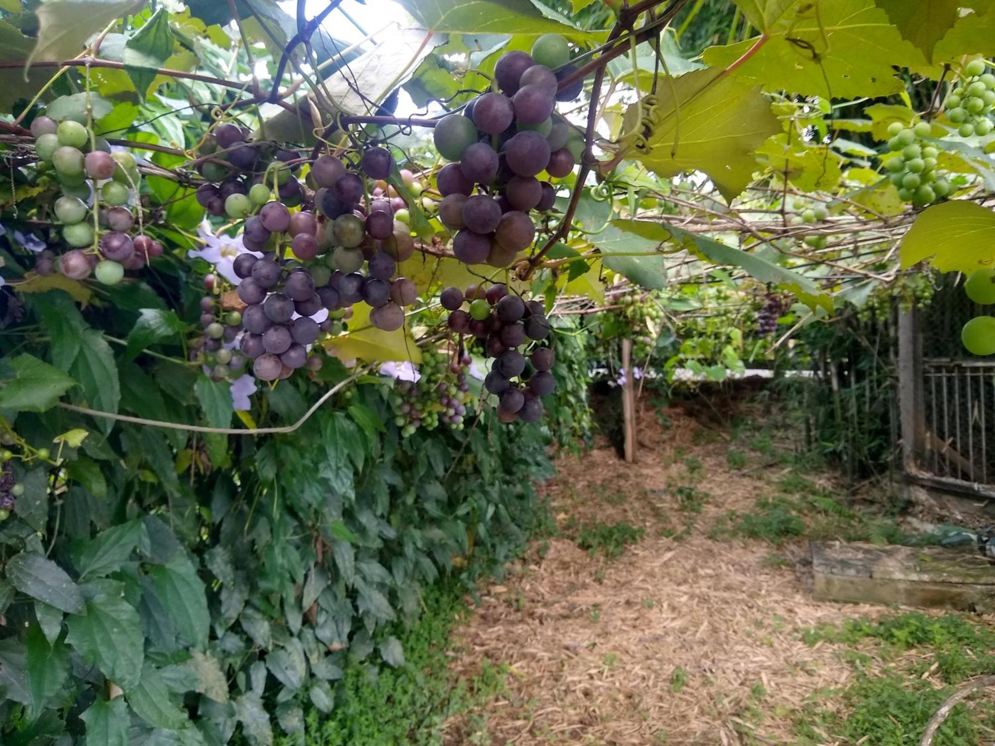 Appartamento Chacara Perola Mantiqueira Gonçalves Esterno foto