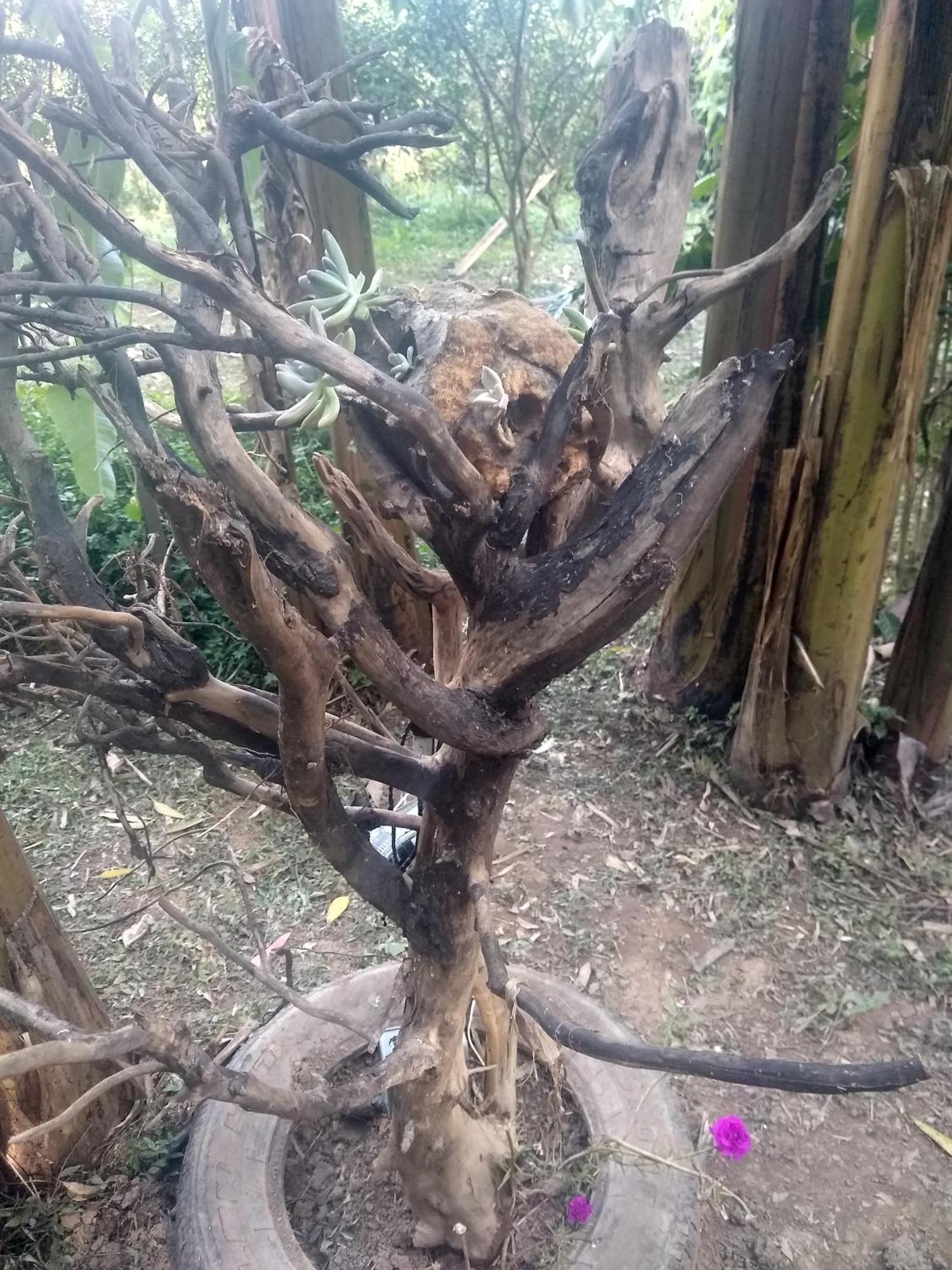 Appartamento Chacara Perola Mantiqueira Gonçalves Esterno foto